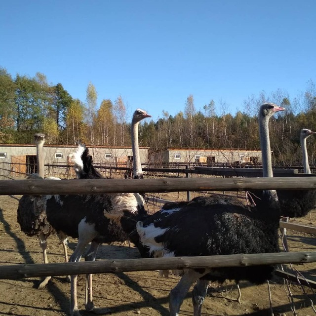 Ветеран війни розбудував страусину ферму в Карпатах
