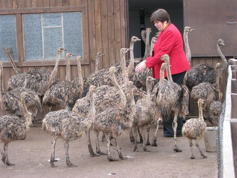 Ветеран війни розбудував страусину ферму в Карпатах